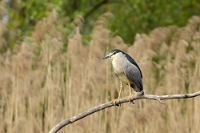 2679 Marice, Avifauna, Nycticorax nycticorax (Nitticora)